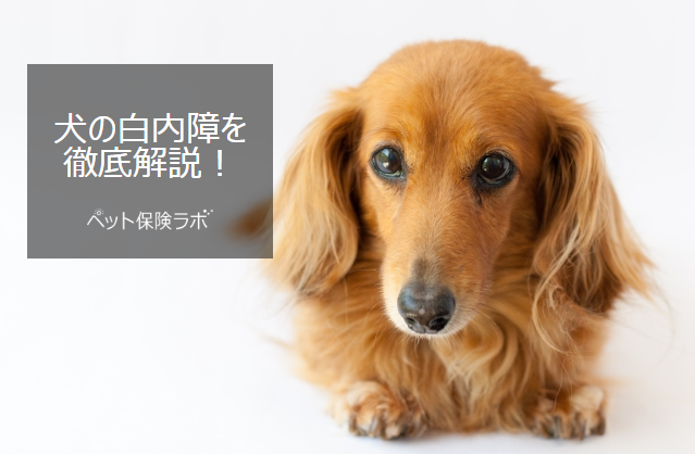 犬の白内障を解説 症状 原因 治療 予防を知る ペット保険ラボ