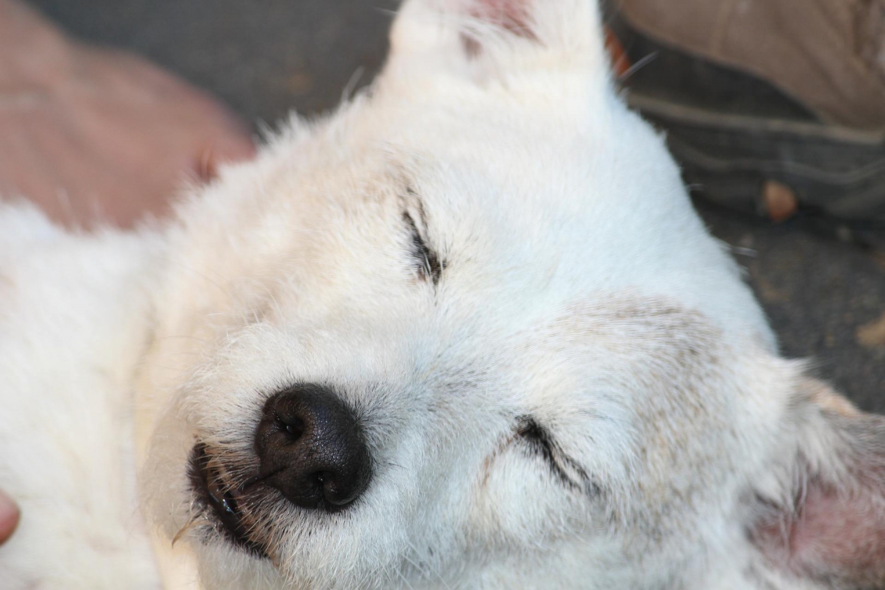 犬の腸閉塞 イレウス を解説 症状 原因 治療 予防を知る ペット保険ラボ