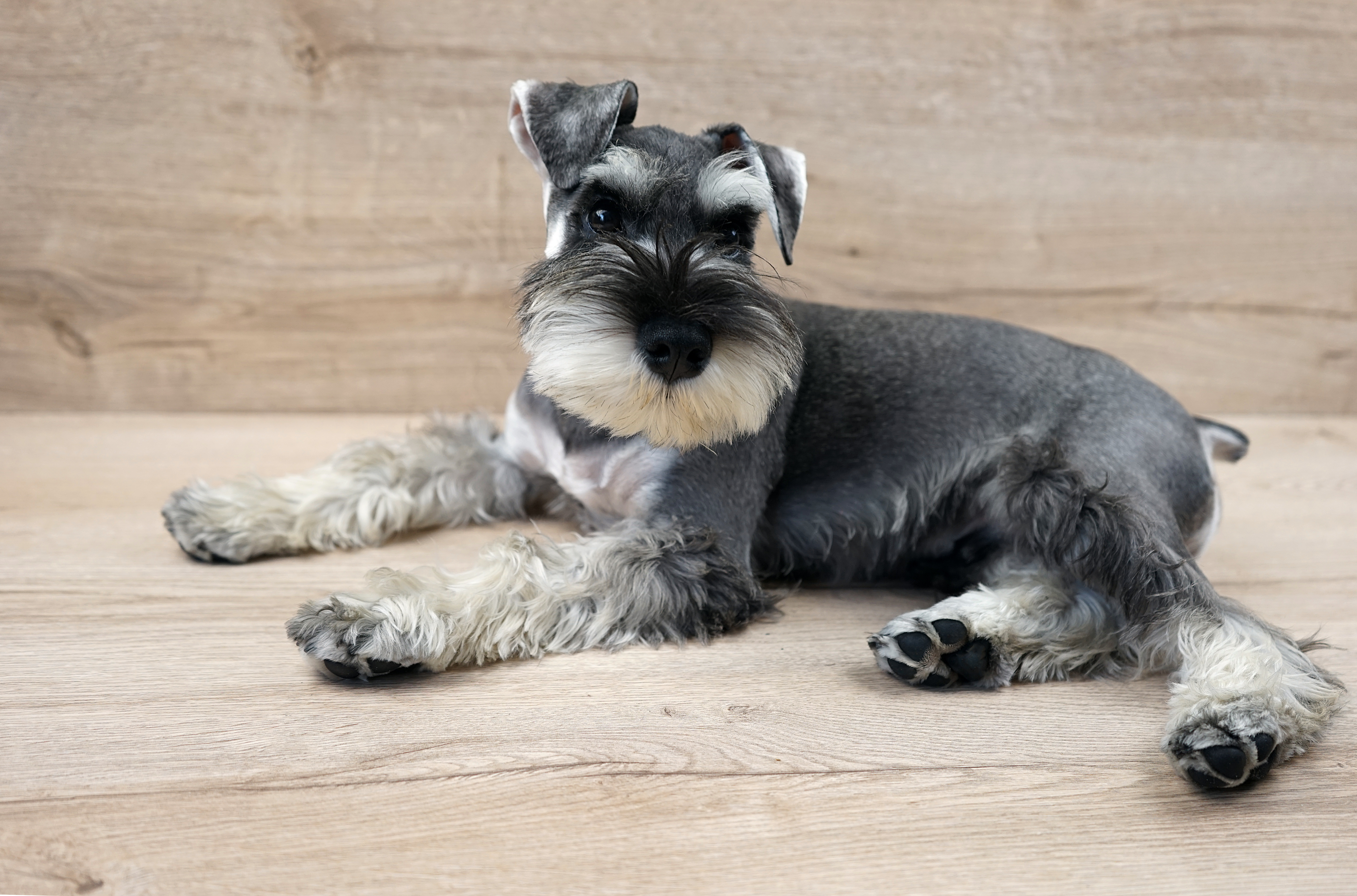 犬の気管支炎を解説 症状 原因 治療 予防を知る ペット保険ラボ