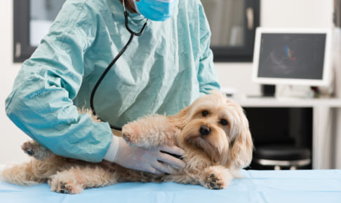 犬の熱中症（熱射病・日射病）を徹底解説！犬の病気を正しく知ろう