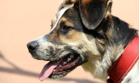 犬のバベシア症を徹底解説！犬の病気を正しく知ろう