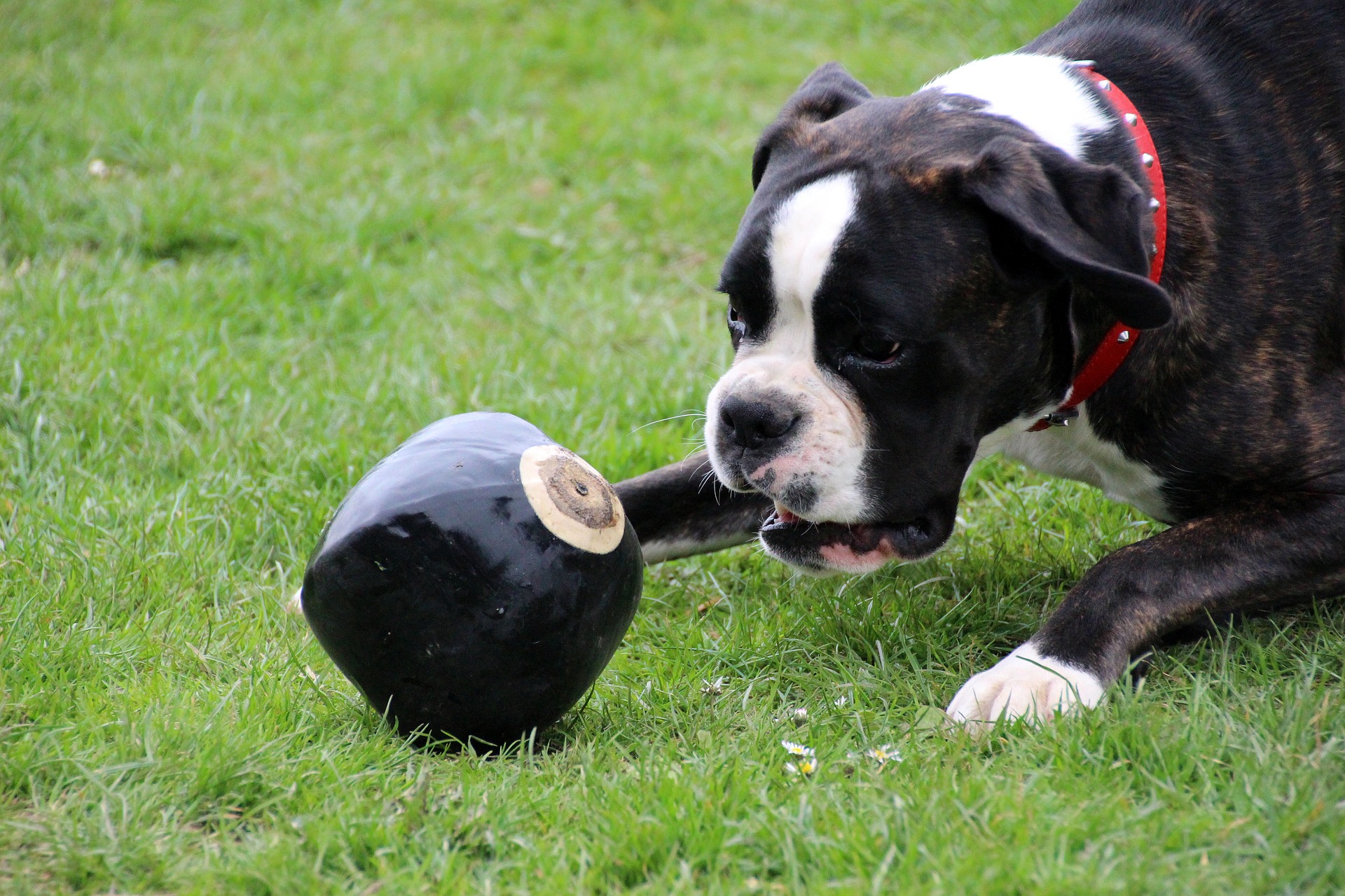 犬の膣脱を解説！症状・原因・治療・予防を知る - ペット保険ラボ