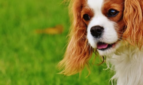 犬のトキソプラズマ症を徹底解説！犬の病気を正しく知ろう