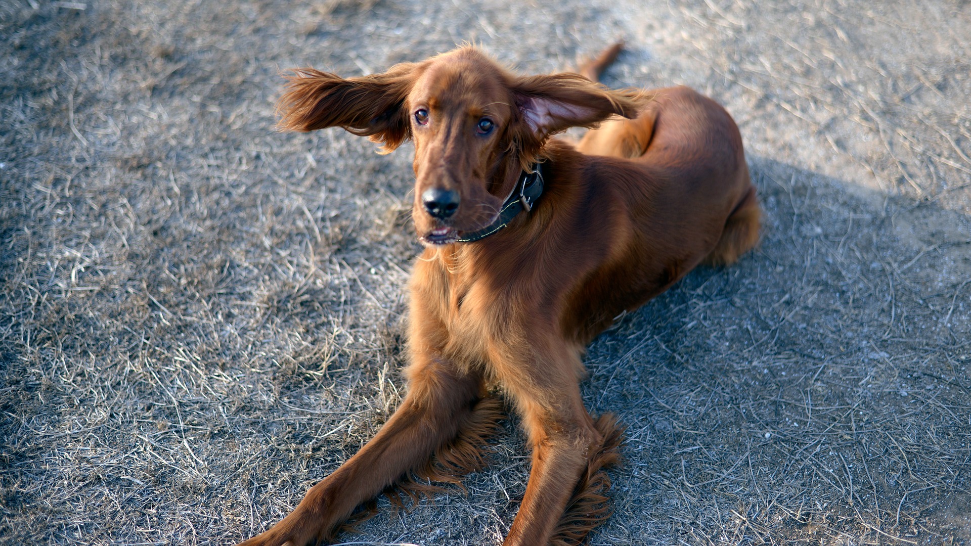 犬の網膜萎縮を解説 症状 原因 治療 予防を知る ペット保険ラボ