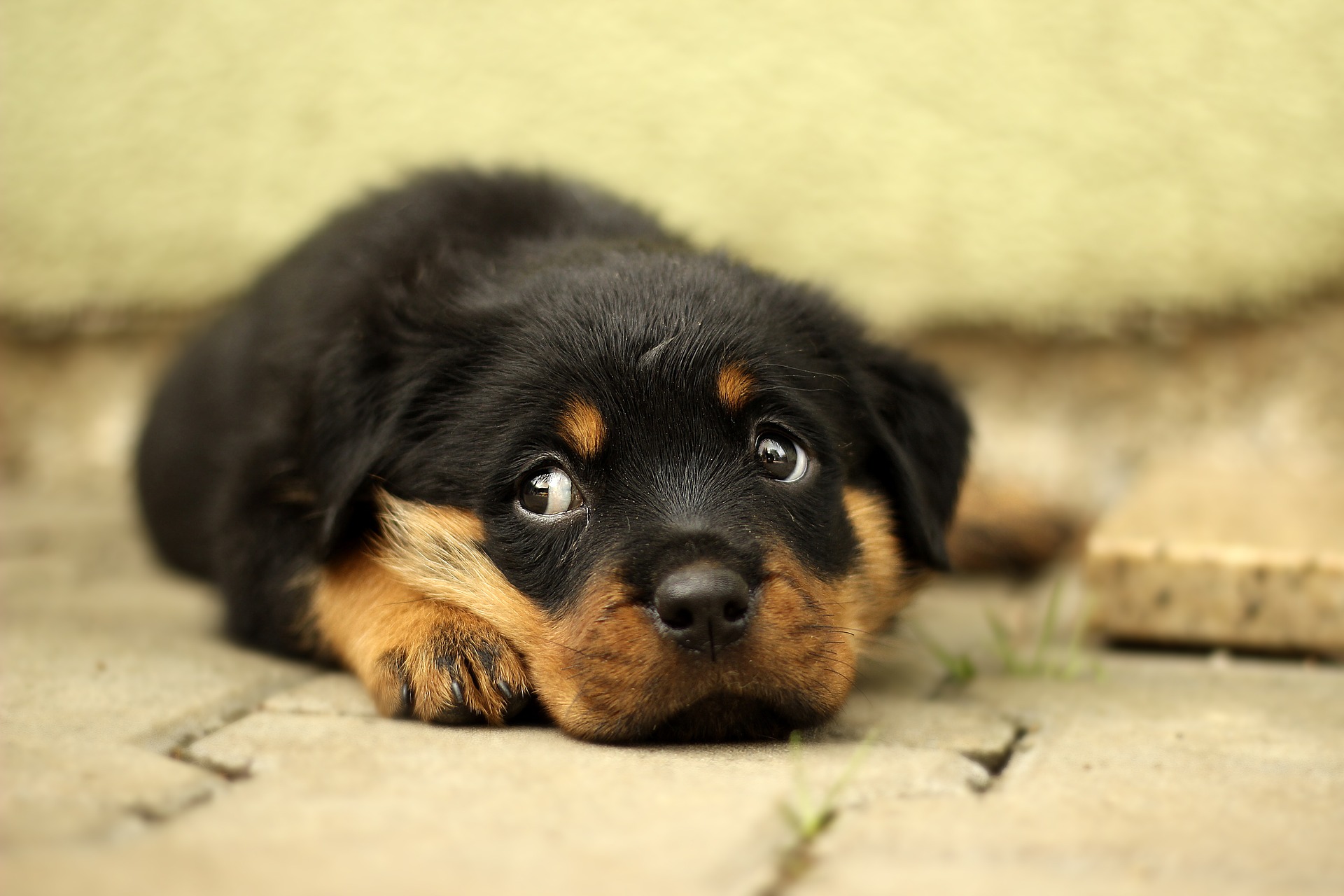 犬の逆さまつげを解説 症状 原因 治療 予防を知る ペット保険ラボ