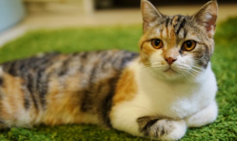 日本猫におすすめのペットに保険は？病気・ケガ・性格も解説