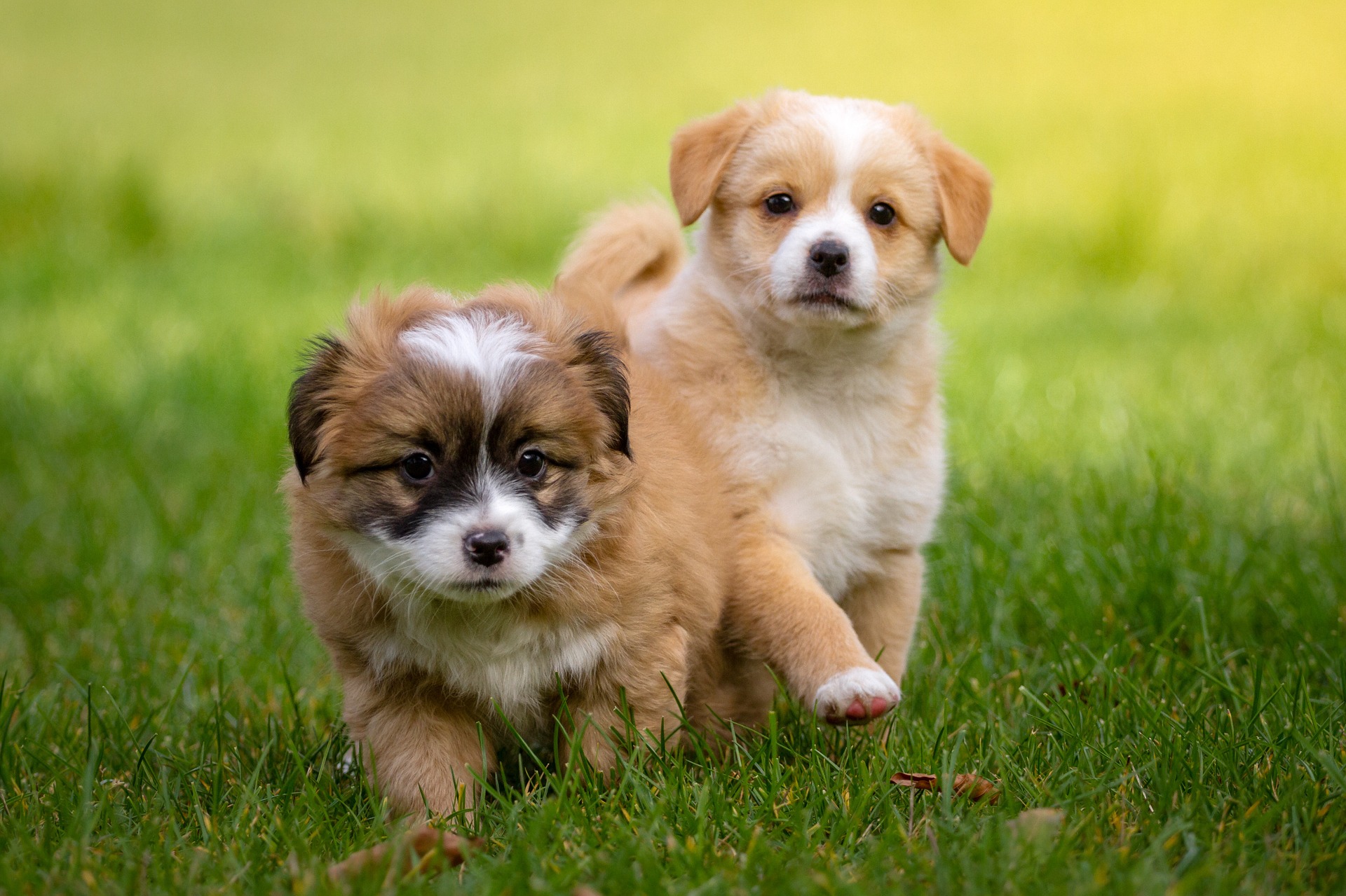 犬のワクチン予防接種を解説 種類 値段 時期はどうする ペット保険ラボ