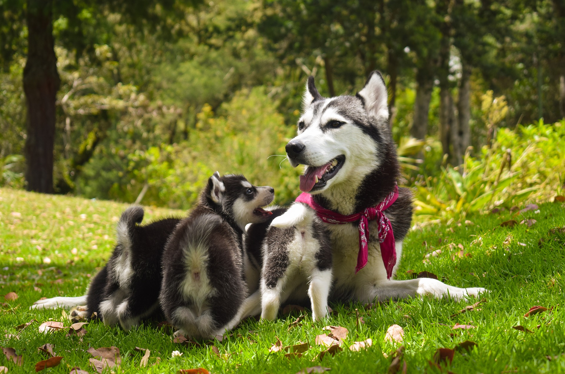 多頭飼いでペット保険は難しい 知りたい多頭飼いのペット保険加入策 ペット保険ラボ