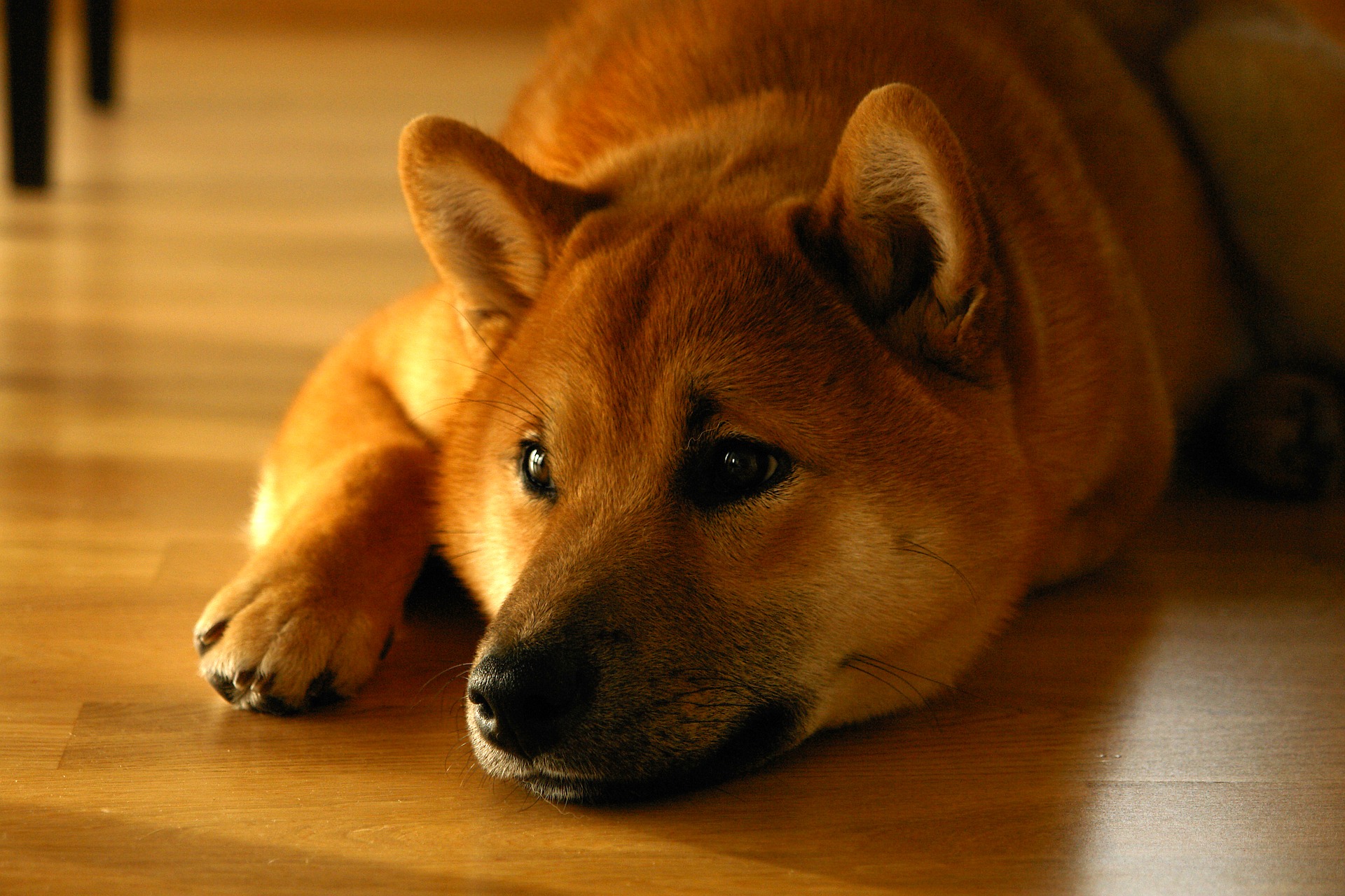 犬に玉ねぎを与えるのはダメ その理由と対処法紹介 ペット保険ラボ