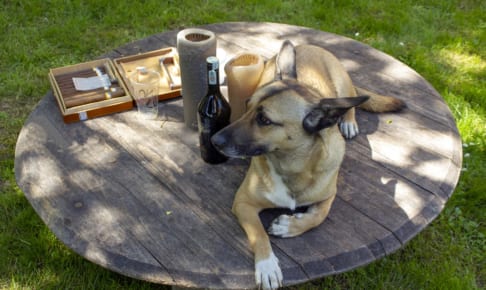 犬にアルコールを与えるのはダメ？その理由と対処法紹介！